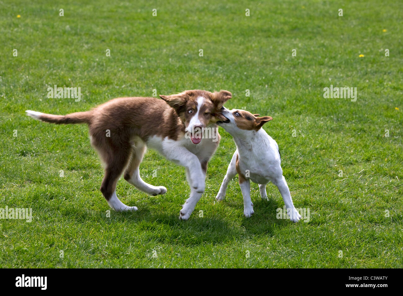 Smooth coated Jack Russell terrier and border collie pup (Canis lupus familiaris) playing in garden Stock Photo