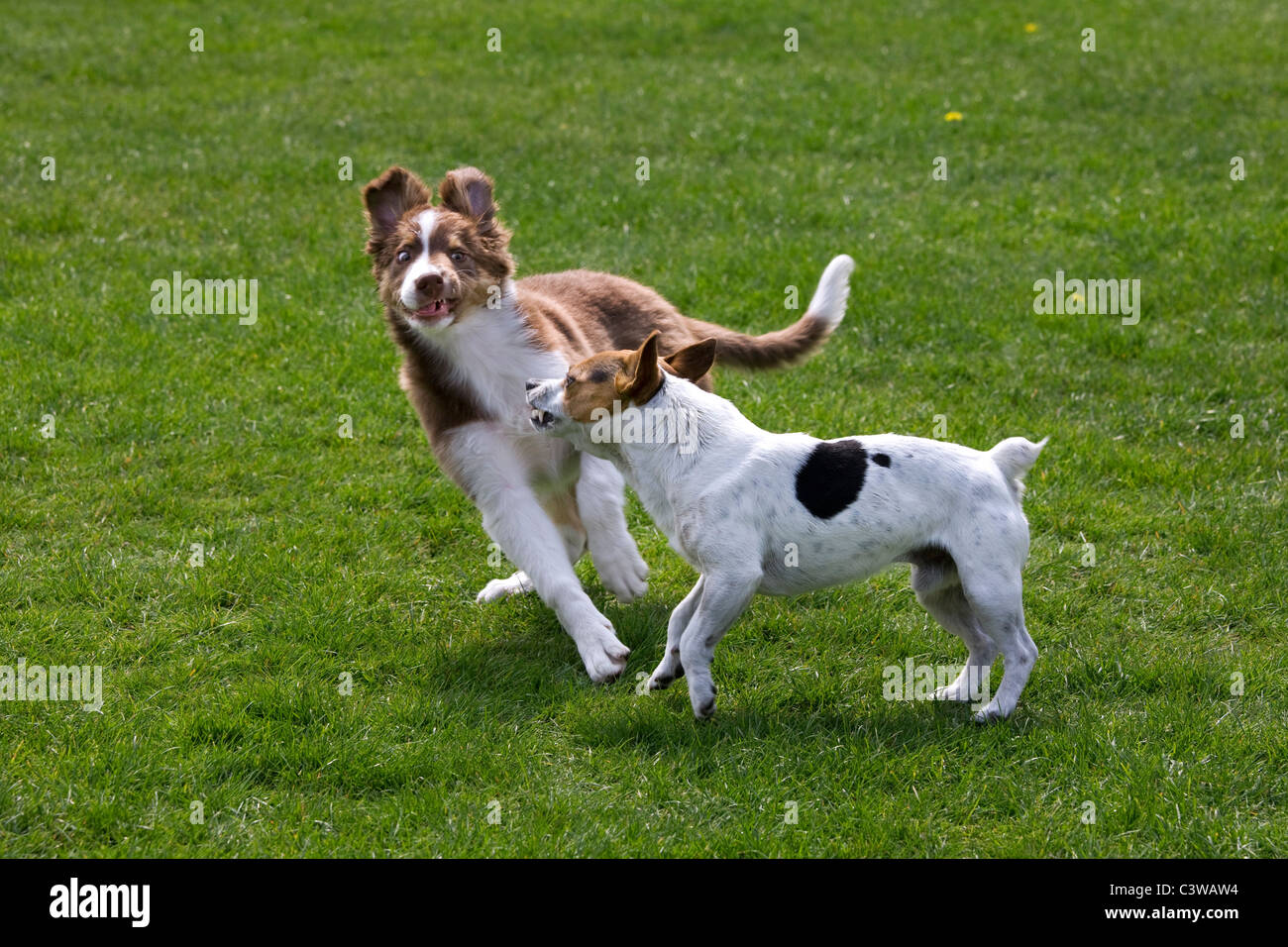 Smooth coated Jack Russell terrier and border collie pup (Canis lupus familiaris) playing in garden Stock Photo