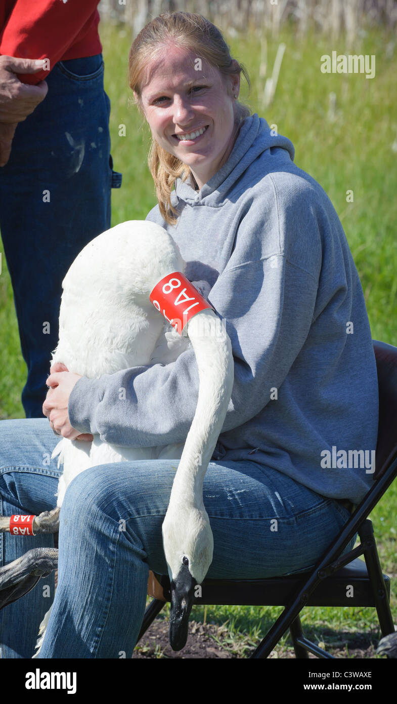 Female volunteer holding Trumpeter Swan awaiting release in Montana Stock Photo