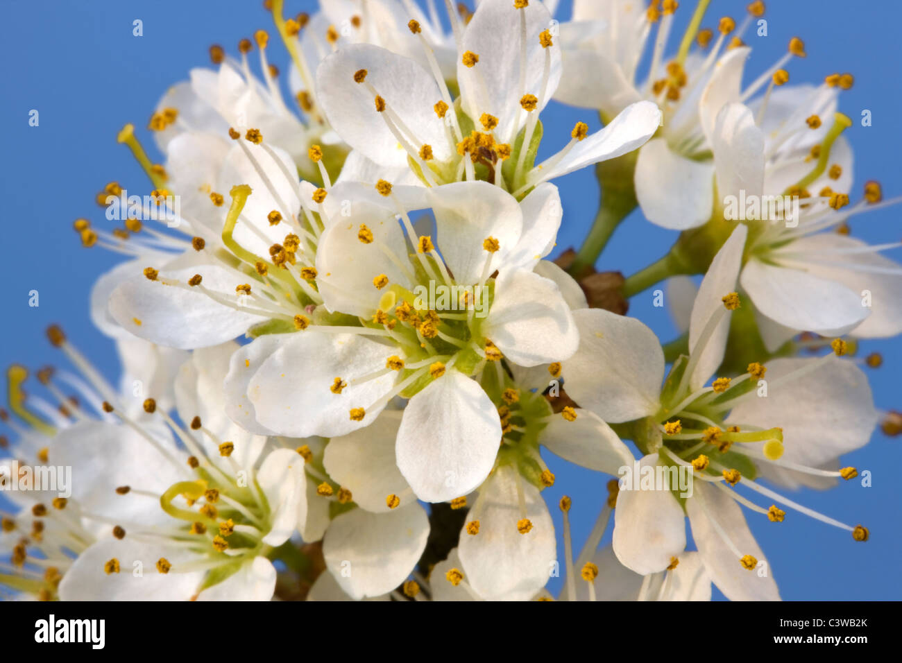 Blackthorn / Sloe (Prunus spinosa) flowering in spring, Belgium Stock Photo