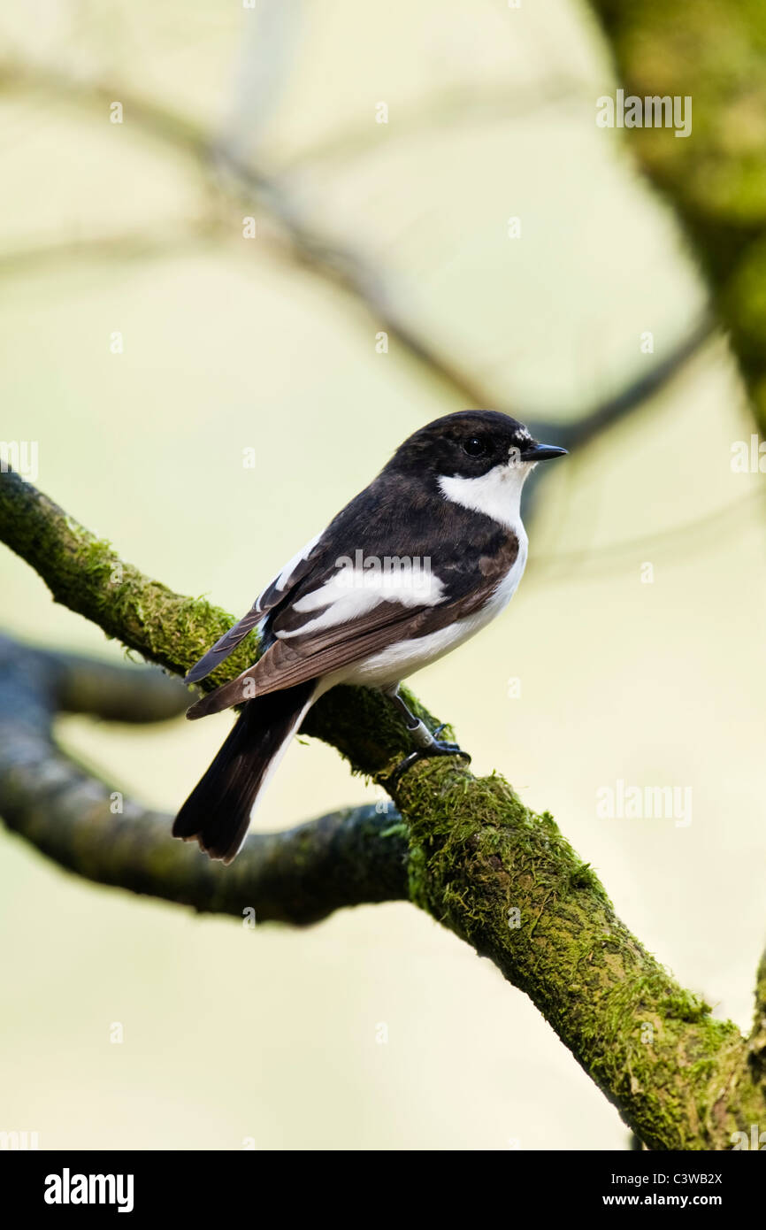 Male Pied Flycatcher perched on moss covered branch Stock Photo