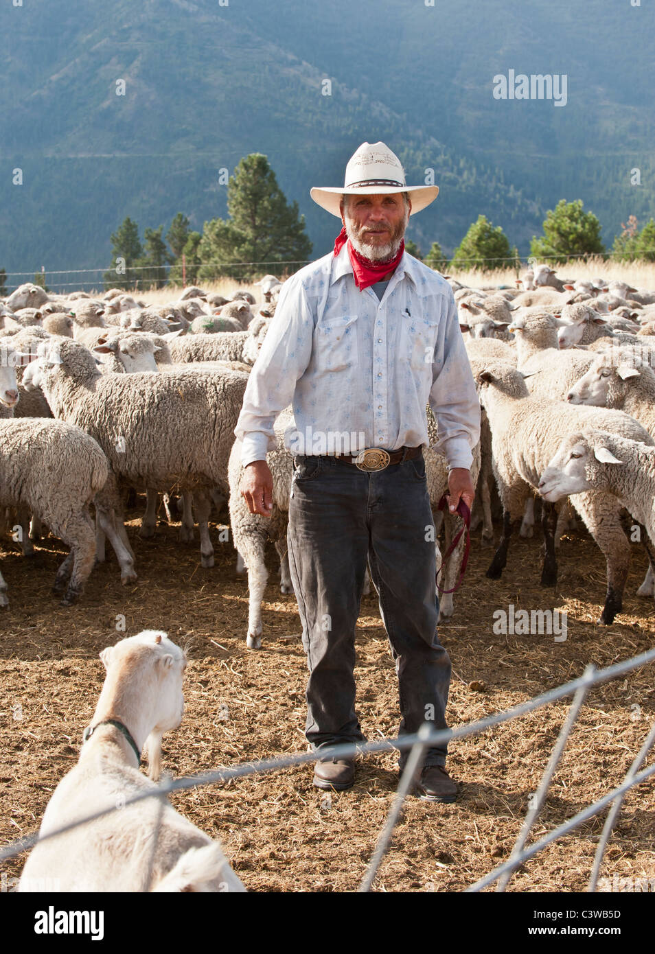 A sheep herder stands with his flock of sheep and goats. The animals eat noxious weeds on Mt. Jumbo in Missoula Montana. Stock Photo