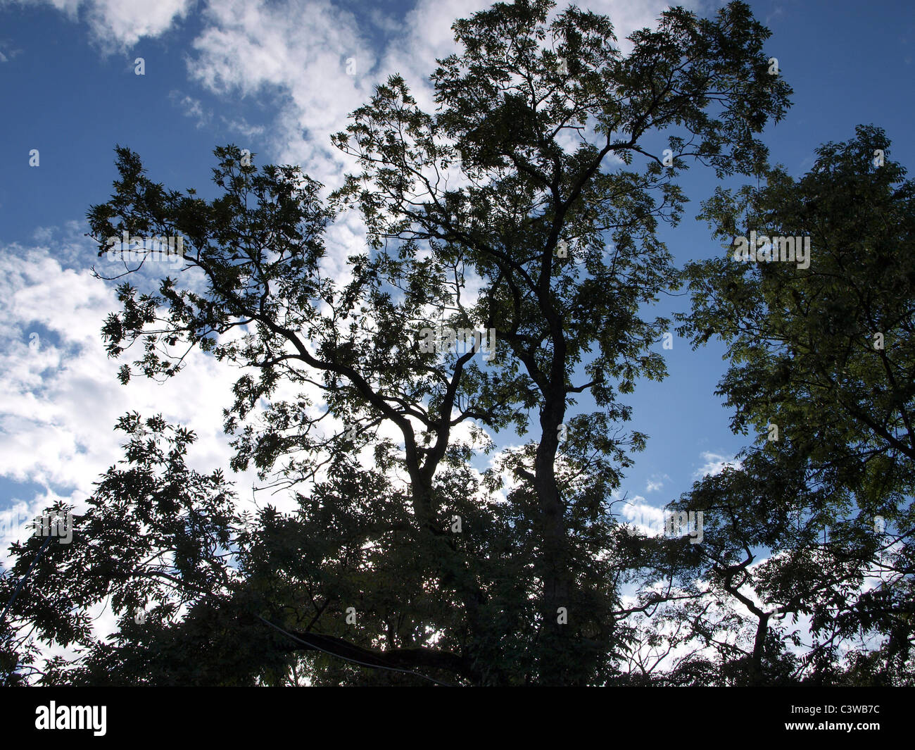 Silhouette of trees against a dark blue cloudy sky Stock Photo - Alamy