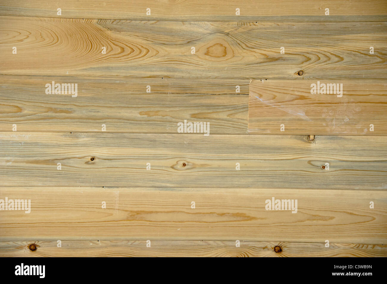 Blue stained pine, or denim pine, is used in a ceiling.  The stain is carried by mountain pine beetle when it invades a tree. Stock Photo