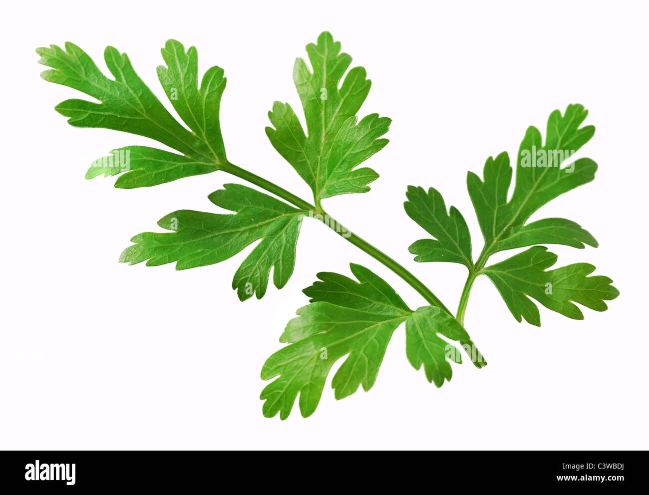 Curly leaf parsley Cut Out Stock Images & Pictures Alamy