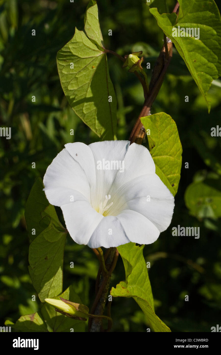 bindweed flowers in grass Stock Photo