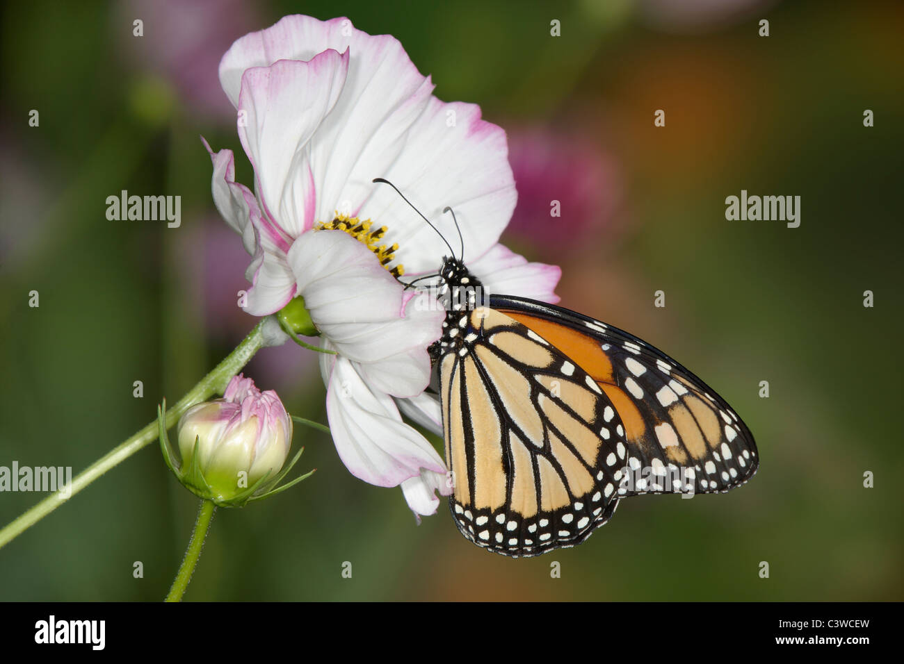A Monarch Butterfly On A White Flower, Danaus plexippus Stock Photo - Alamy