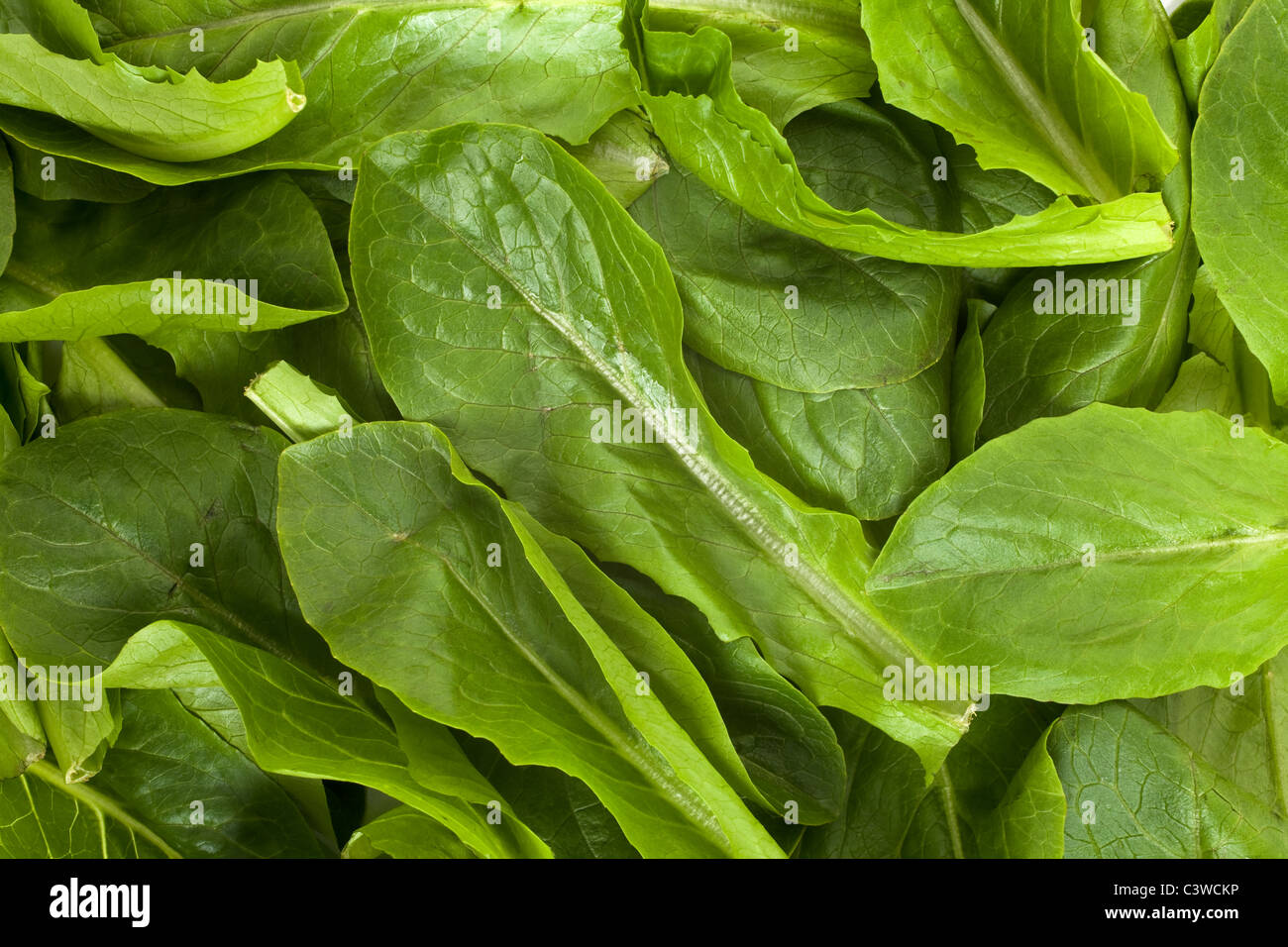 Salad Spinach for background Stock Photo