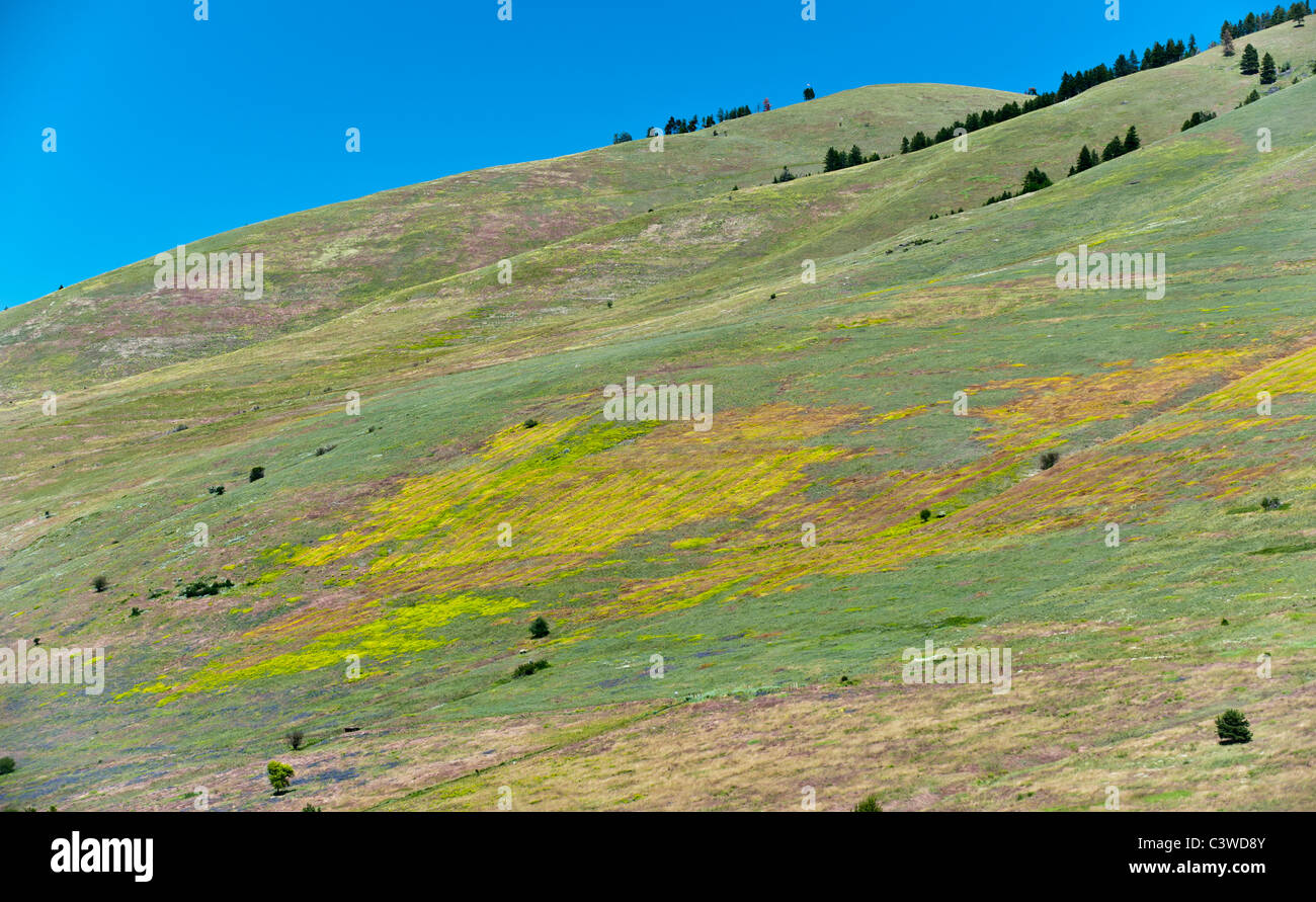 The yellow leafy spurge grows on the side of Mt. Sentinel in Missoula, Montana. Stock Photo