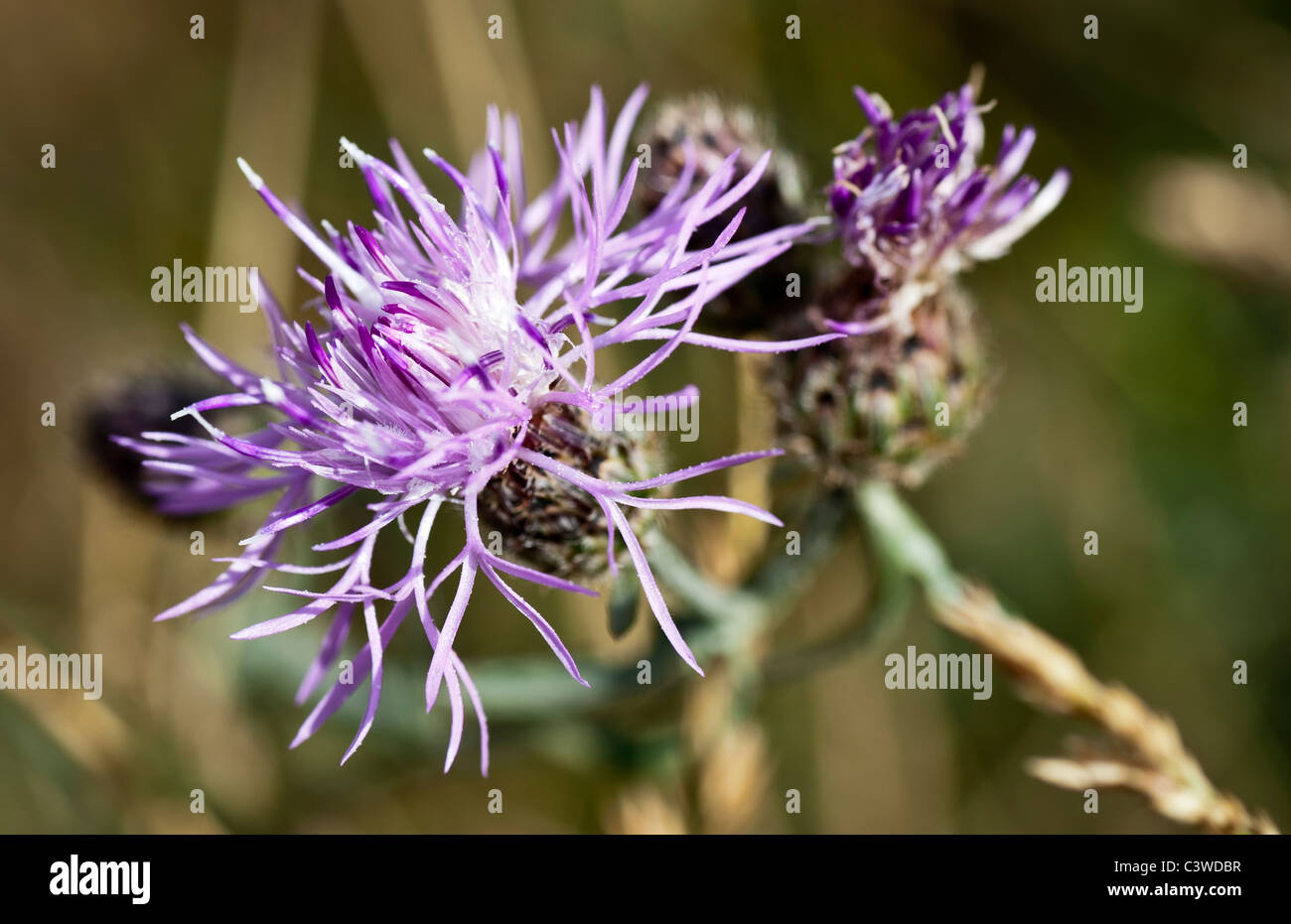 The purple flower of a spotted knapweed (Centaurea maculosa). This noxious weed was found on Mt. Jumbo in Missoula, Montana. Stock Photo