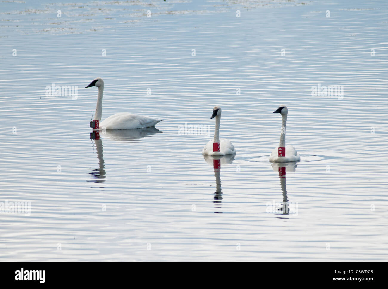 Three banded Trumpeter Swans are part of the Blackfoot Trumpeter Swan Restoration Project to reintroduce the birds to the area. Stock Photo