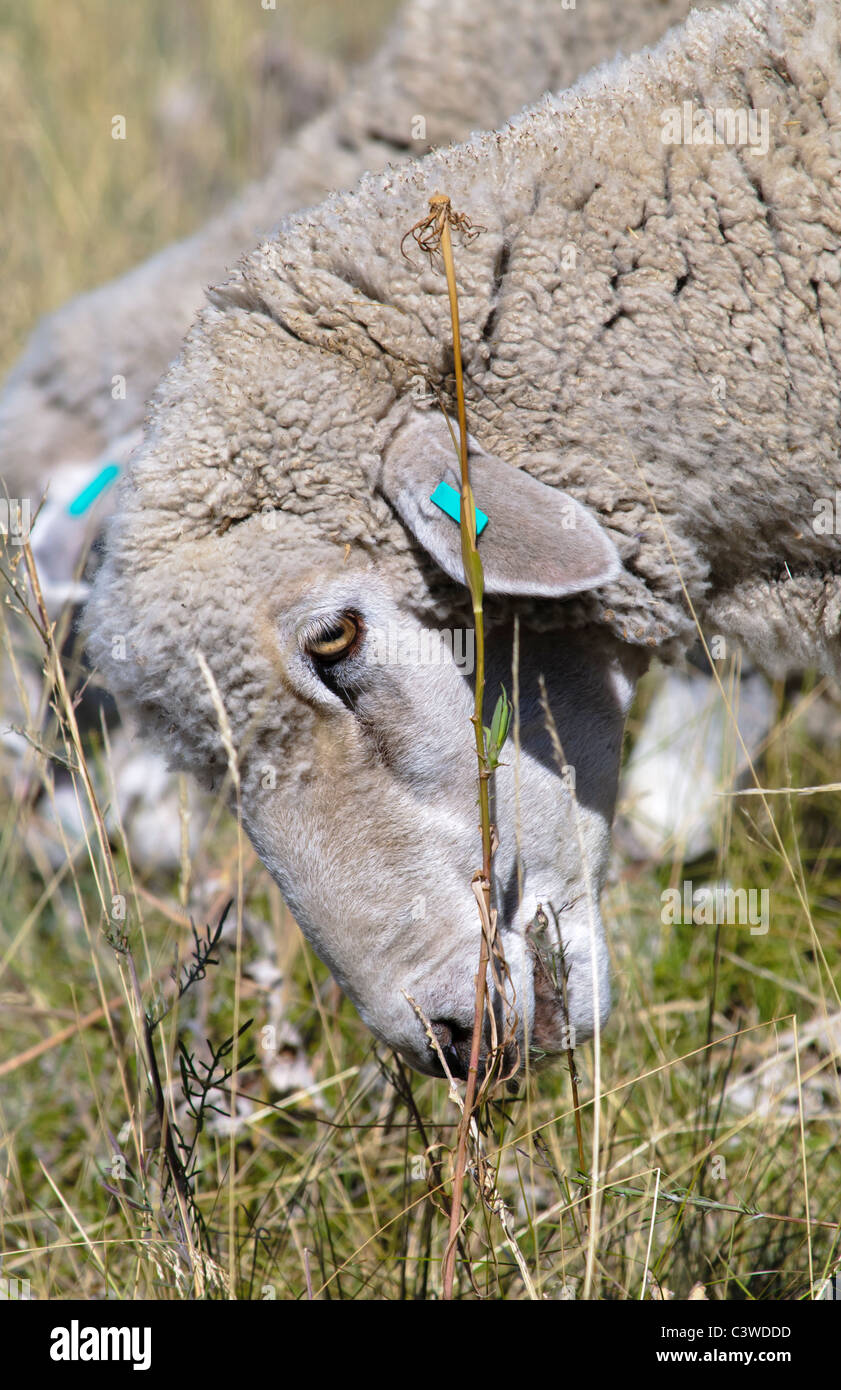 Sheep and goats are used on Mt. Jumbo in Missoula Montana to help control the spread of noxious weeds such as spotted knapweed. Stock Photo