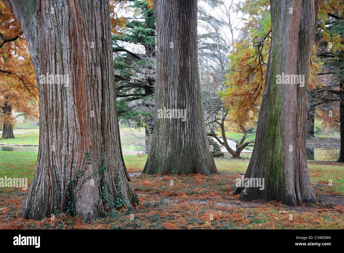 Three Stately Trunks Of The Eastern Red Cedar Tree In Autumn, Southwestern Ohio, USA, Juniperus virginiana Stock Photo