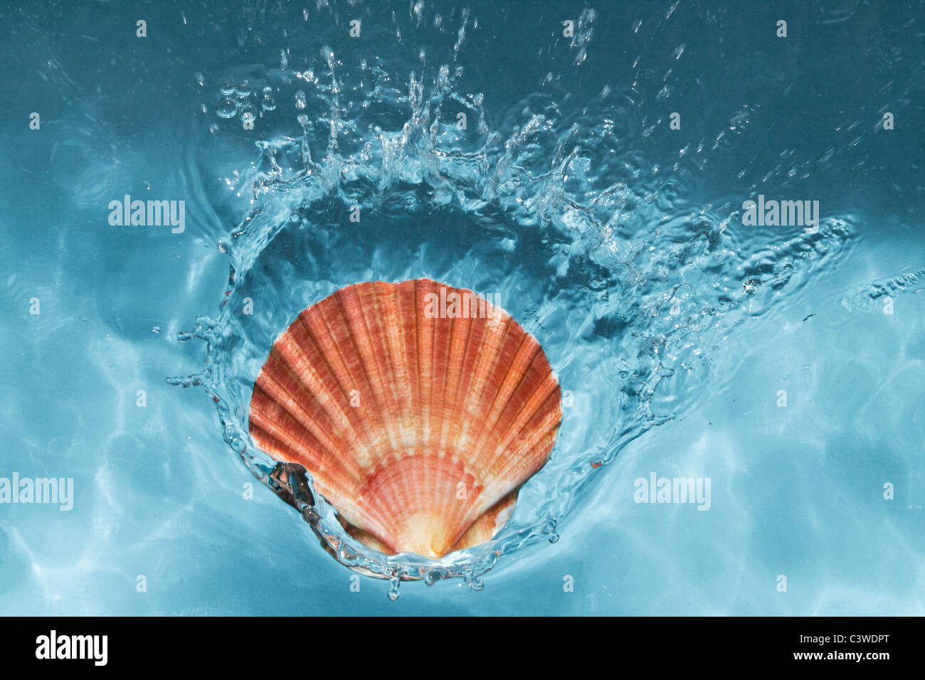 Seashell Splash Stock Photo