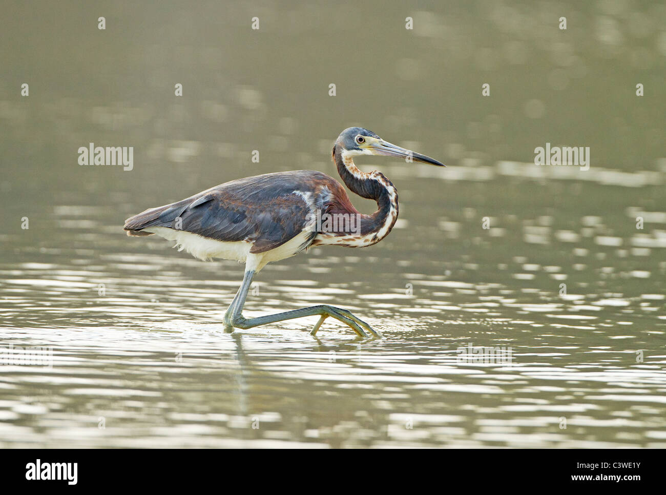 Tricolor heron hunting for food, Estero lagoon, Florida Stock Photo Alamy