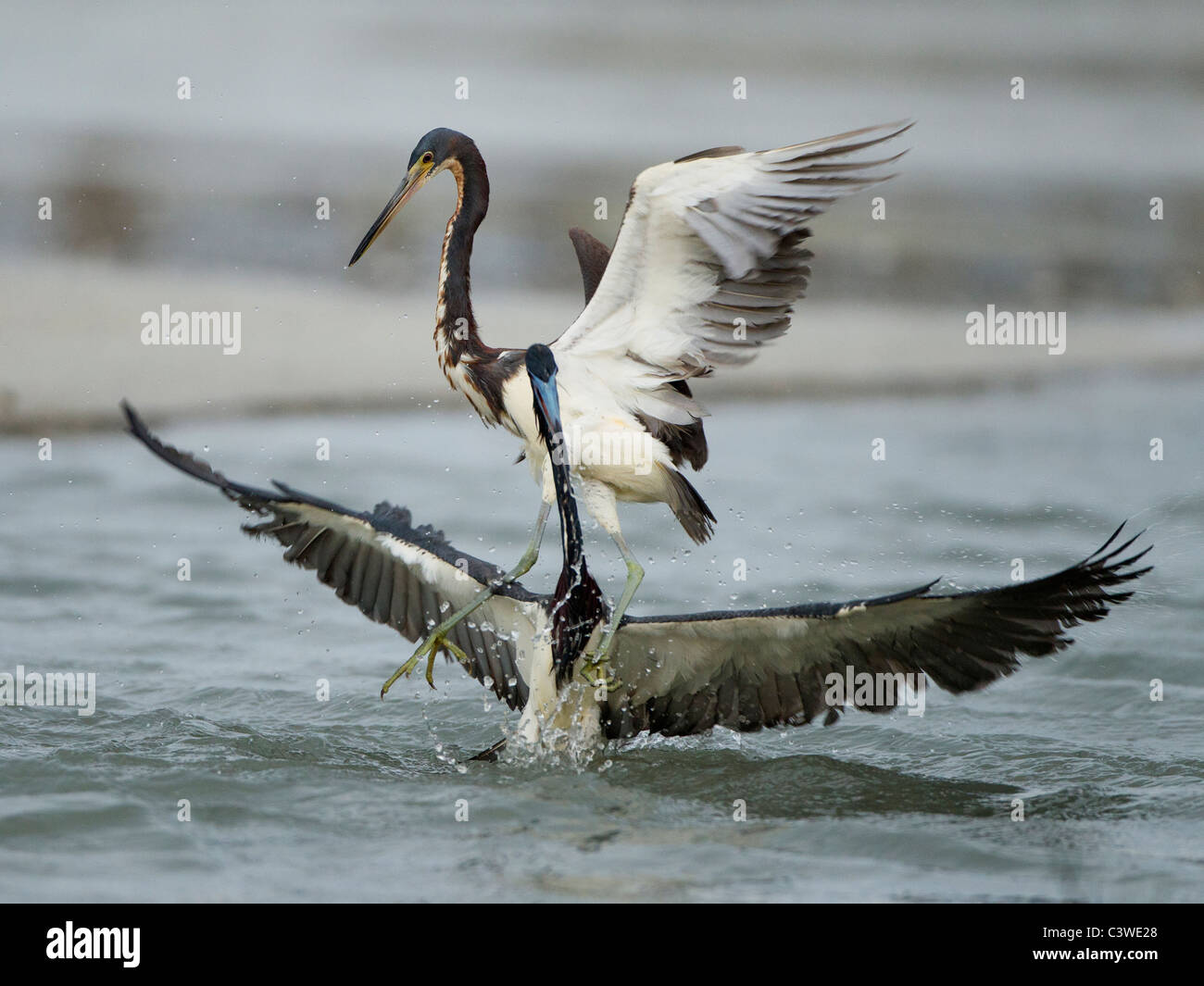 Tricolor herons fighting, Estero lagoon Florida Stock Photo Alamy