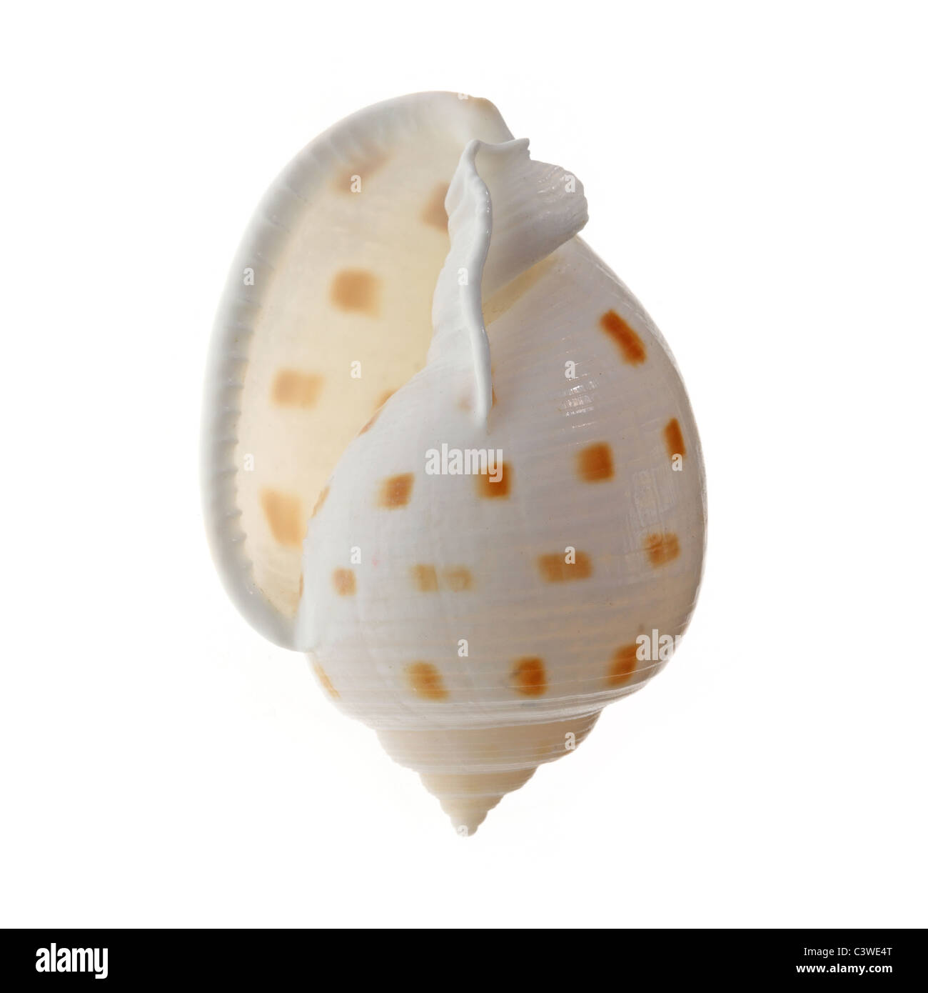 Clam shell image Cut Out Stock Images & Pictures - Alamy