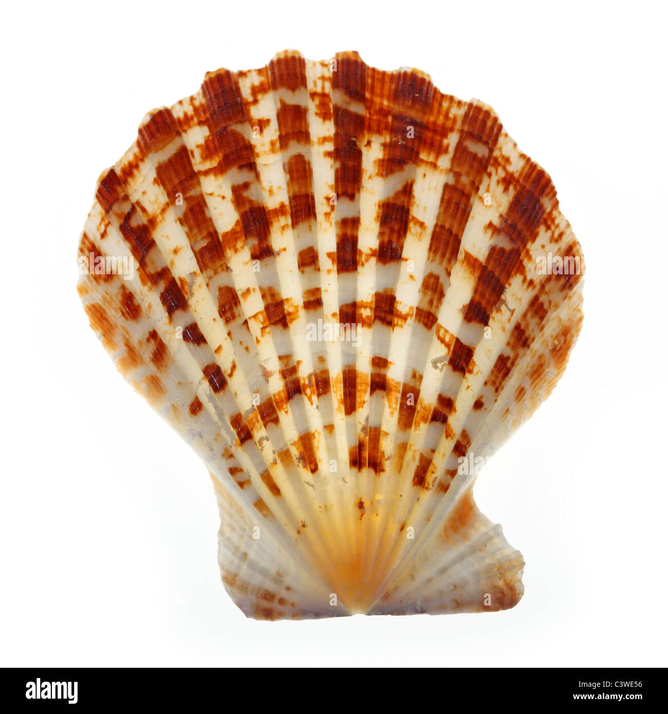 Seashell image Cut Out Stock Images Pictures Alamy Seashell image Cut Out Stock Images Pictures Alamy