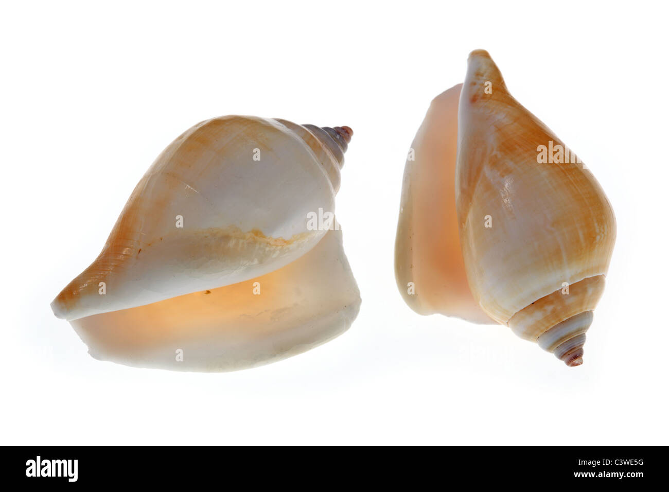 Clam shell image Cut Out Stock Images & Pictures - Alamy