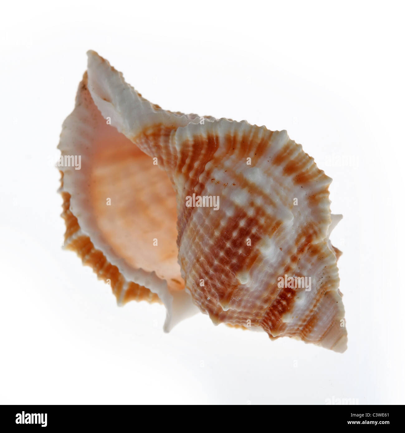 seashell Stock Photo