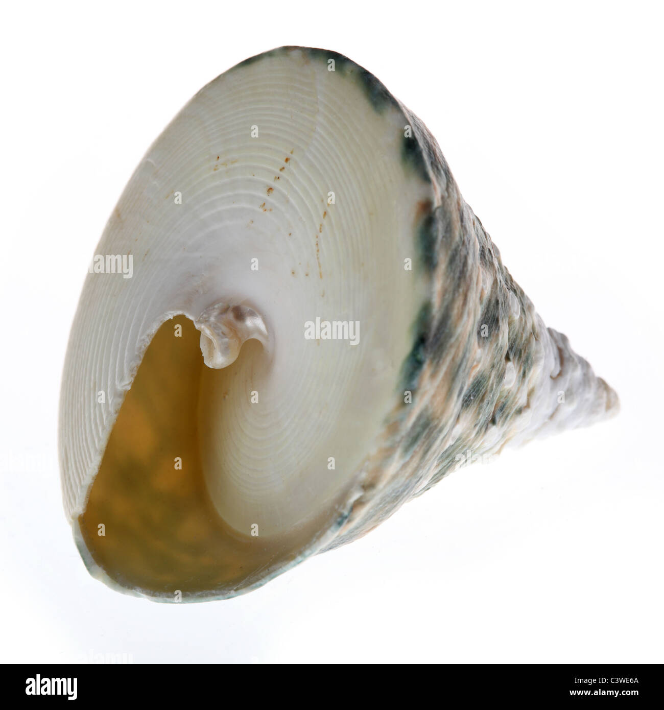 Shell on tropical beach Cut Out Stock Images & Pictures - Alamy