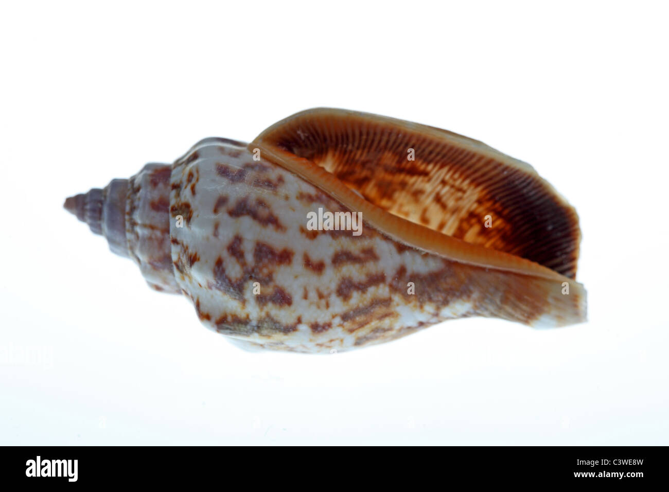 Clam shell image Cut Out Stock Images & Pictures - Alamy