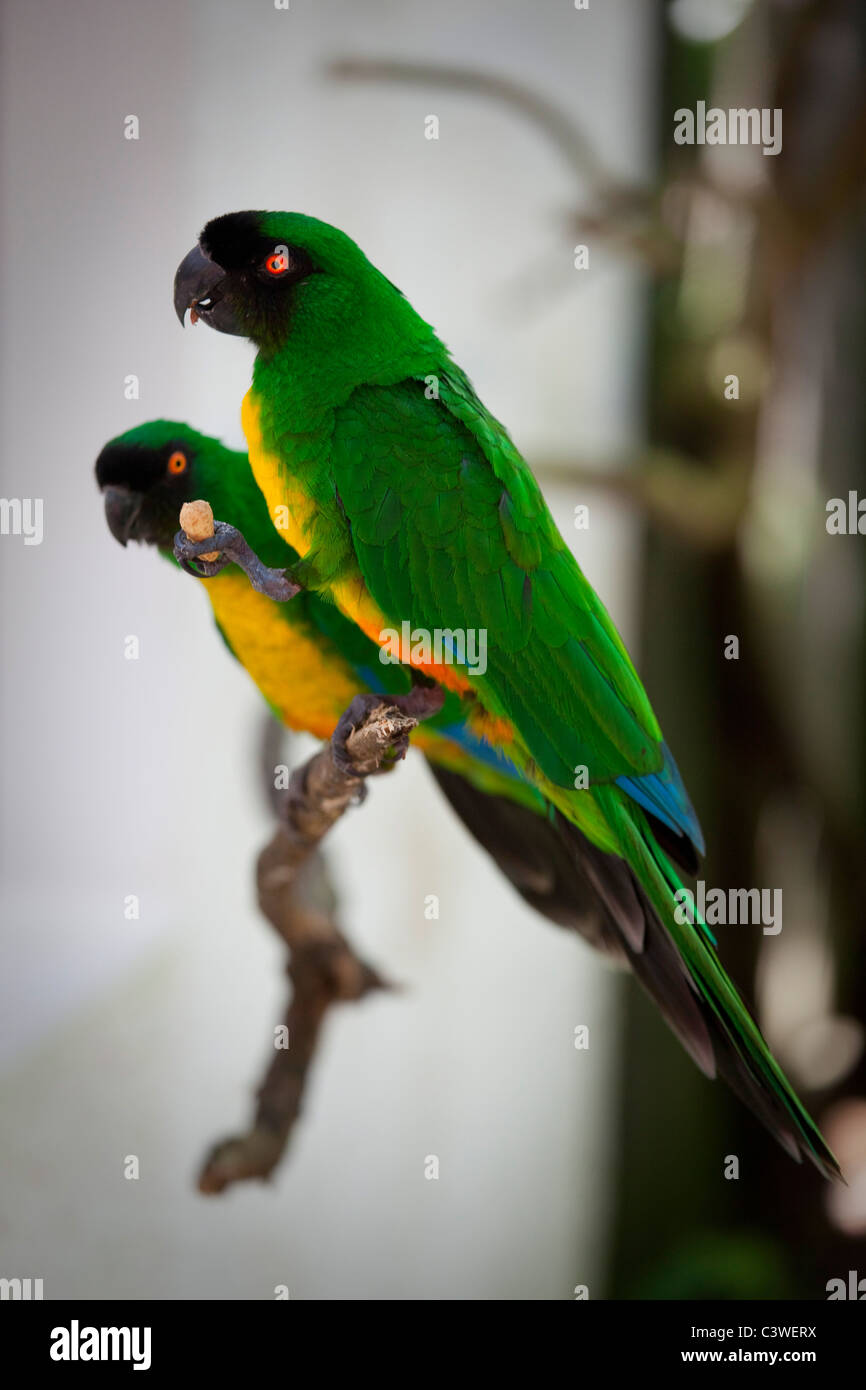 Sulpher-Breasted Musk Parrot, Prosopeia personata, Kaka, Kula Eco Park, Vitu Levu, Fiji Stock Photo