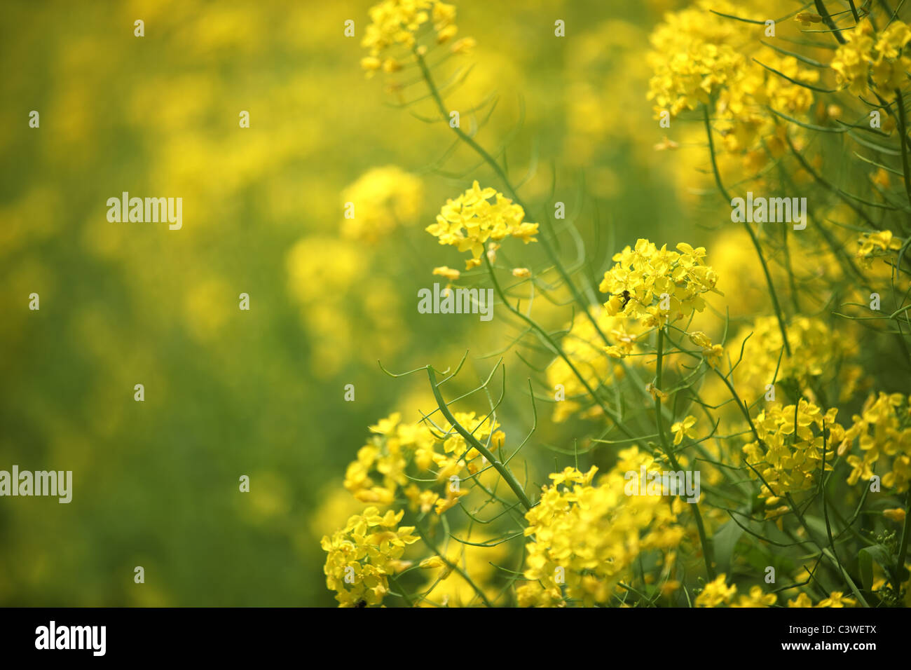 rapeseed flowers in blossom Stock Photo