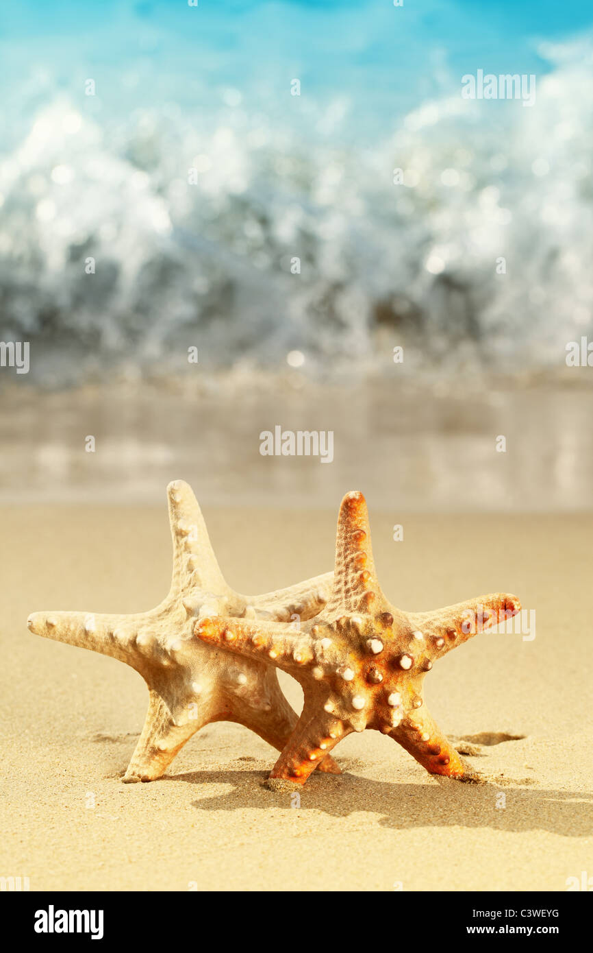 Closeup of starfish on beach Stock Photo