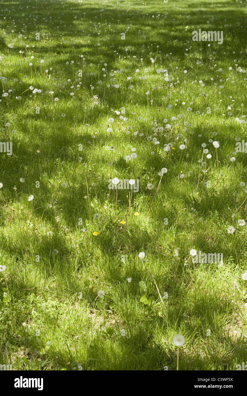 Field full of wishes. Dandelions gone to seed. Stock Photo