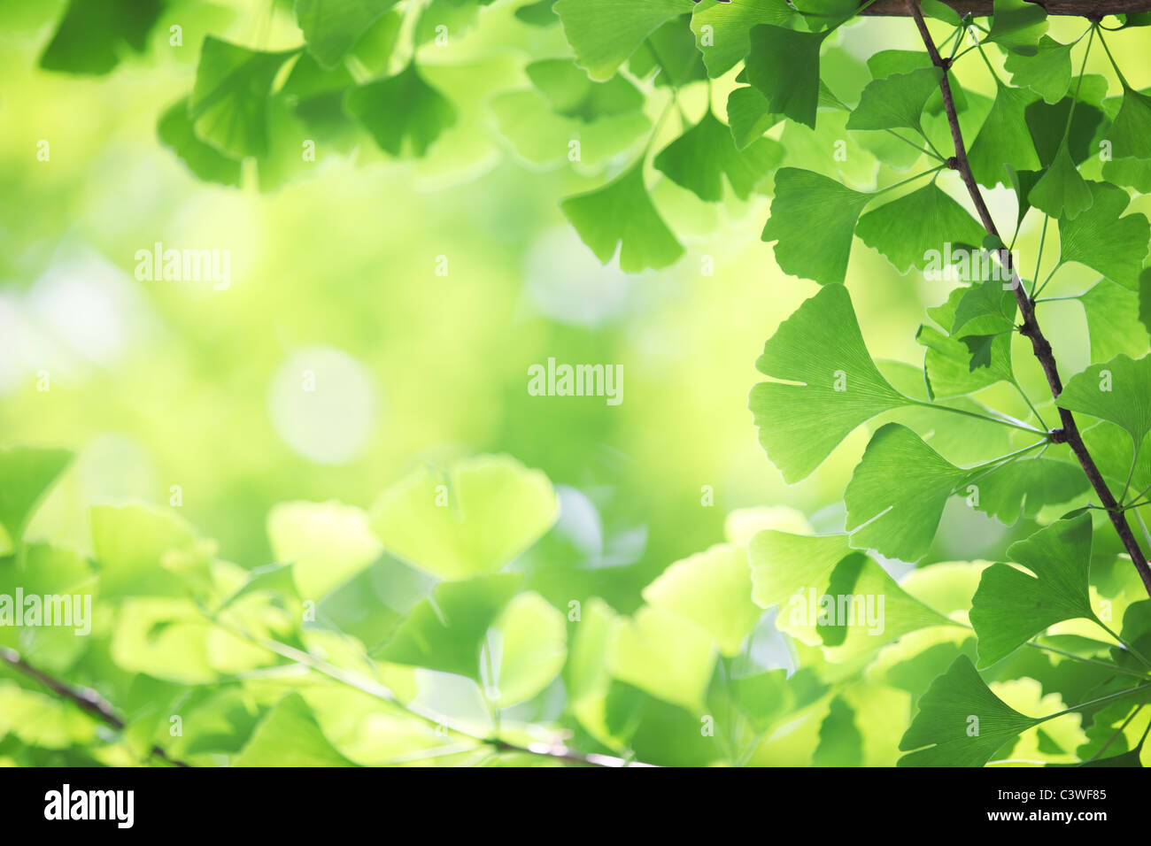 Ginkgo biloba branch with young leaves Stock Photo