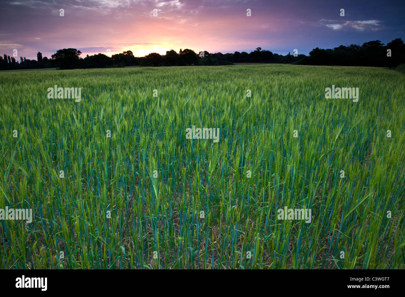 Field of Barley in Spring at Dawn Stock Photo