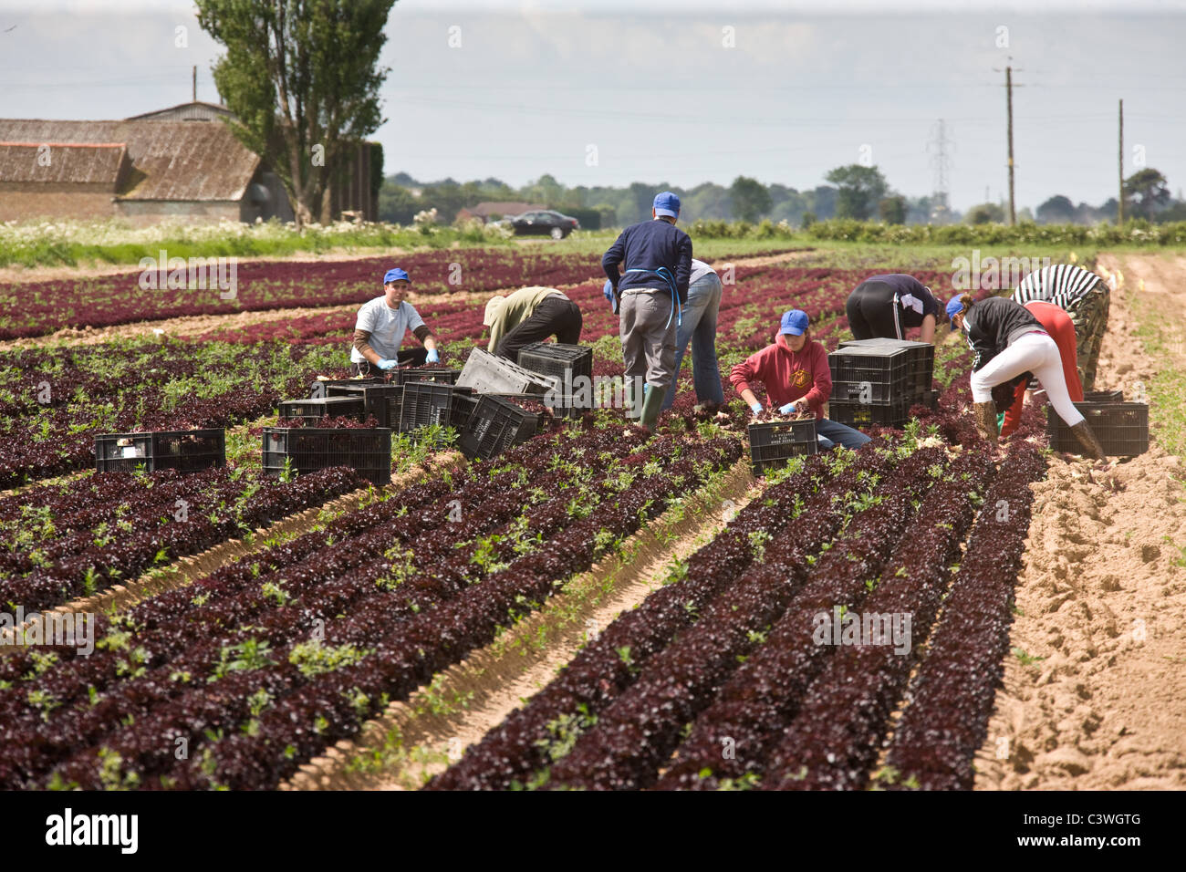 20.5.2011 Foreign workers harvesting lettuce in the Lincolnshire Fens. Stock Photo