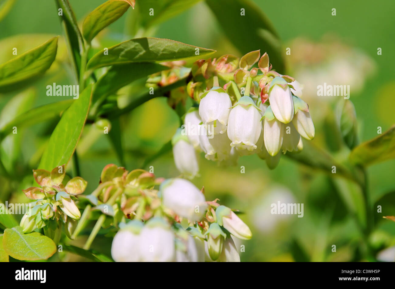 Heidelbeere Bluete - Bilberry flower 02 Stock Photo