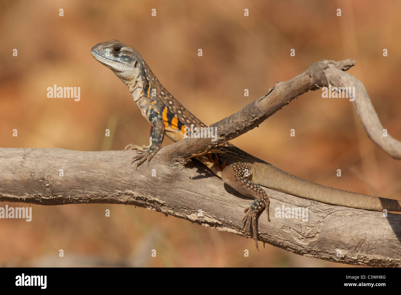 An Eyed Butterfly lizard, leiolepis ocellata, at Huai Kha Kaeng Wildlife Sanctuary in Thailand. Stock Photo