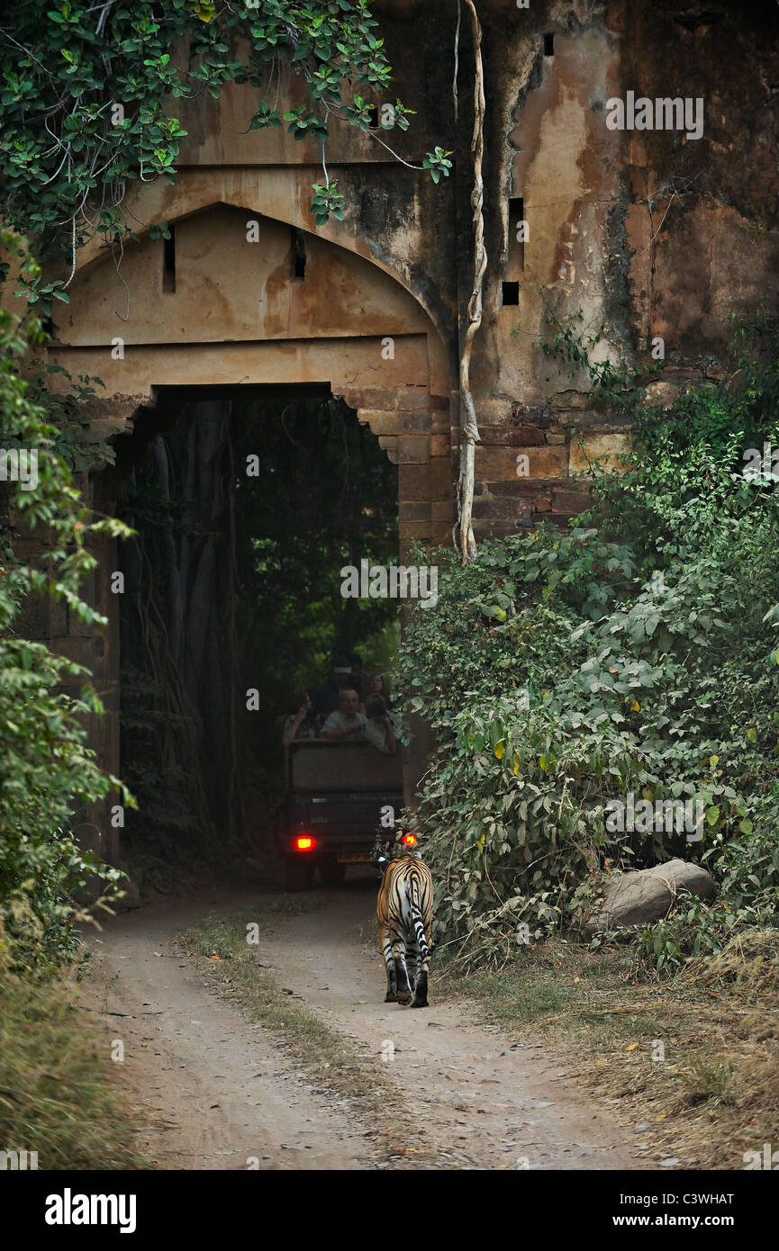 Tiger and tourist jeep near an ancient gate in Ranthambhore national park Stock Photo