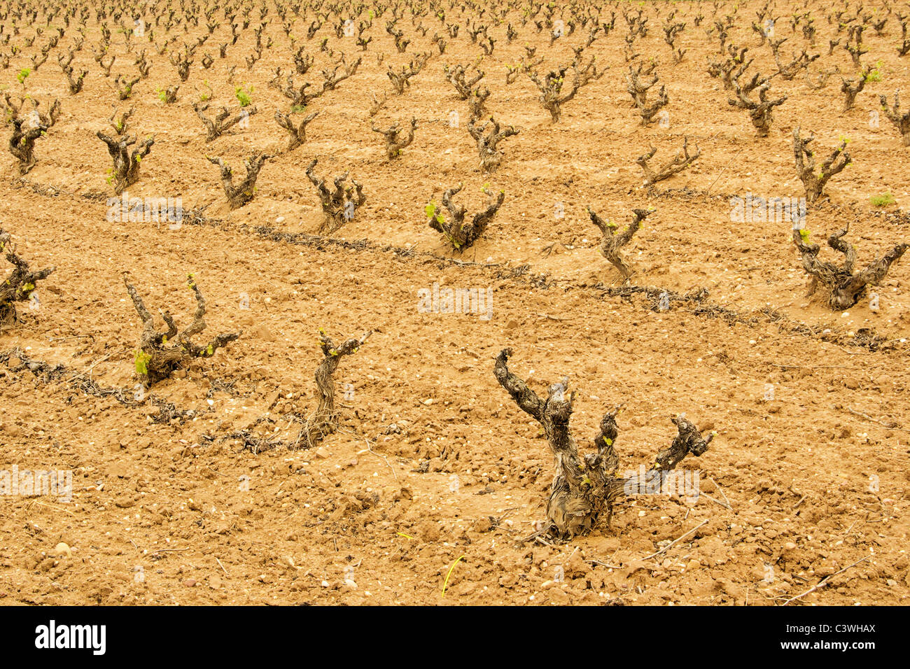 Weinberg Winter - vineyard winter 01 Stock Photo - Alamy