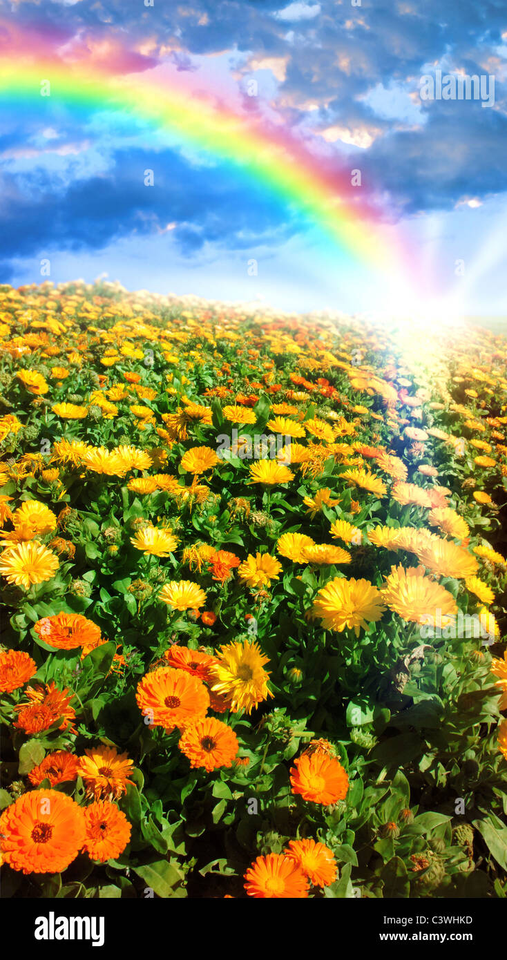 Multicolored flower meadow and rainbow landscape. Stock Photo