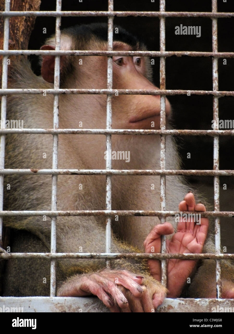 monkey sitting in zoo cage Stock Photo