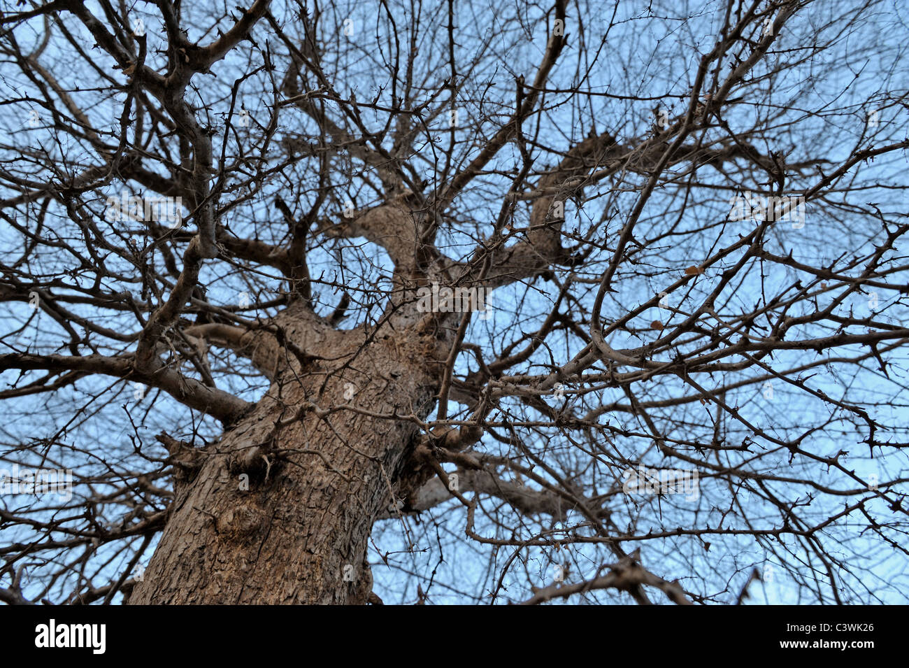 Anogeissus pendula or Dhok tree in the summers in Ranthambhore national park Stock Photo