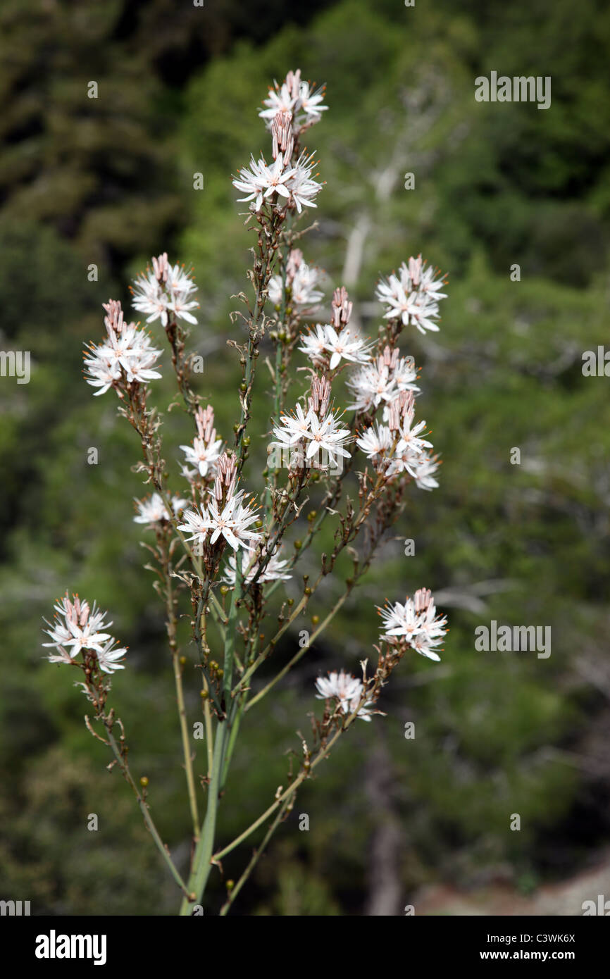 Asphodelus aetivas Brotero, wild flower, Troodos Mountains, Cyprus Stock Photo