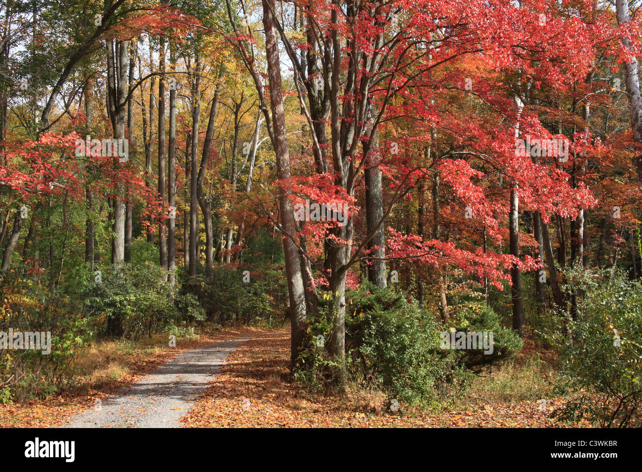 A Colorful Country Lane And Forest In Autumn, Chester County Pennsylvania, USA Stock Photo