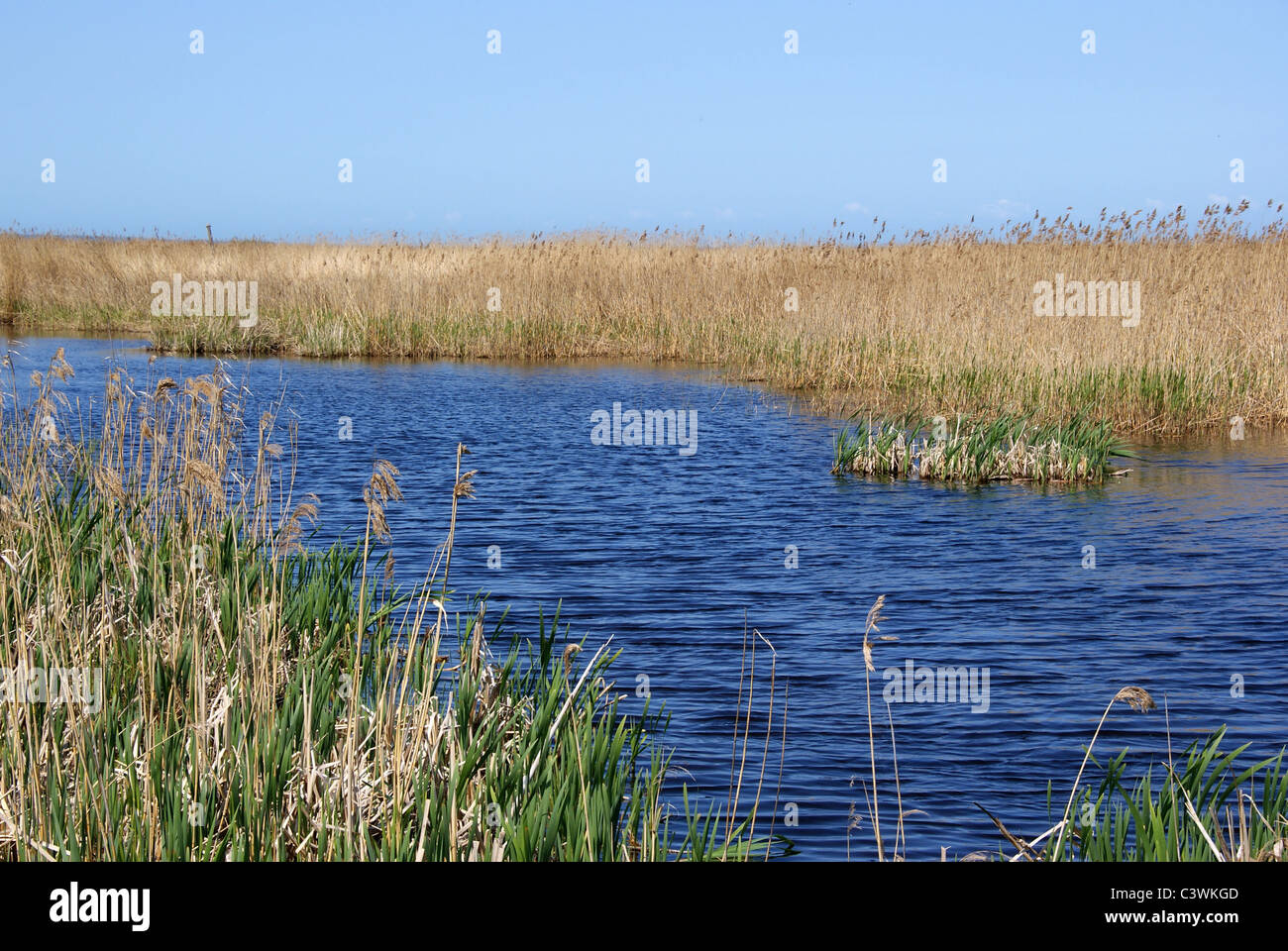 Pure pond and cane Stock Photo