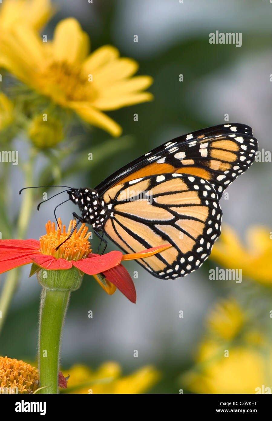 A Monarch Butterfly On Red Flower, Danaus plexippus Stock Photo - Alamy