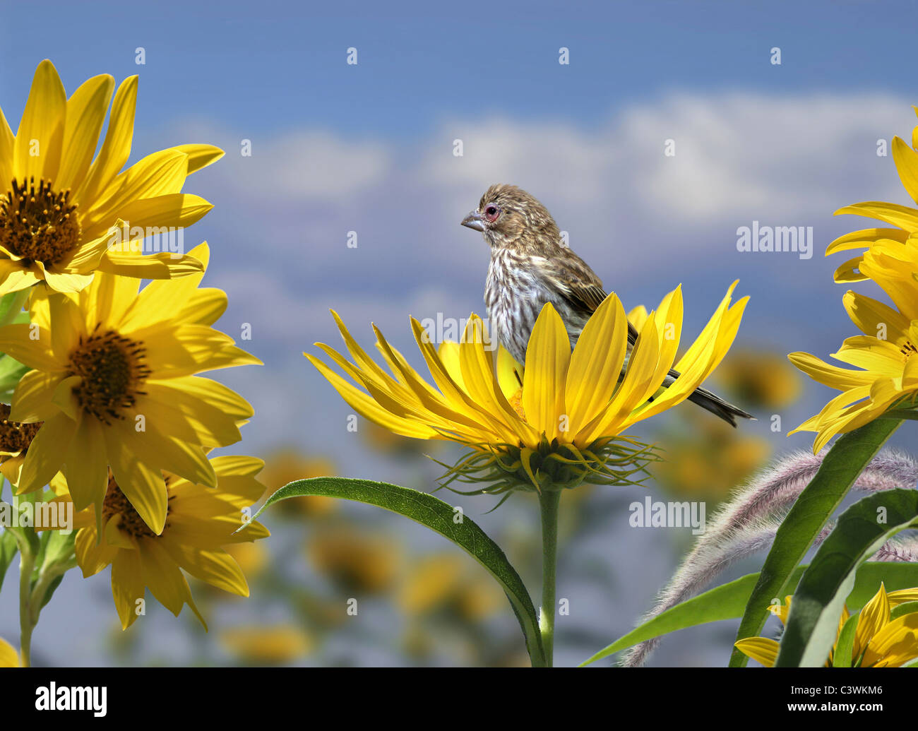 A Bird, Finch In A Flower, A Female House Finch In A Compass Flower, Digital Art, Photoshop Composite, Carpodacus mexicanus Stock Photo