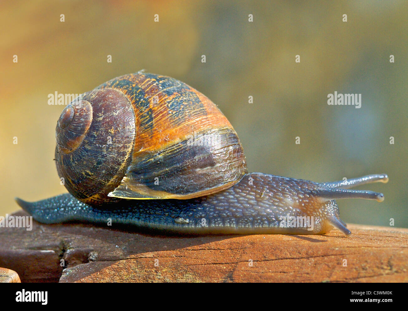 Helix aspersa, known by the common name garden snail, is a species of land snail, a pulmonate gastropod Stock Photo