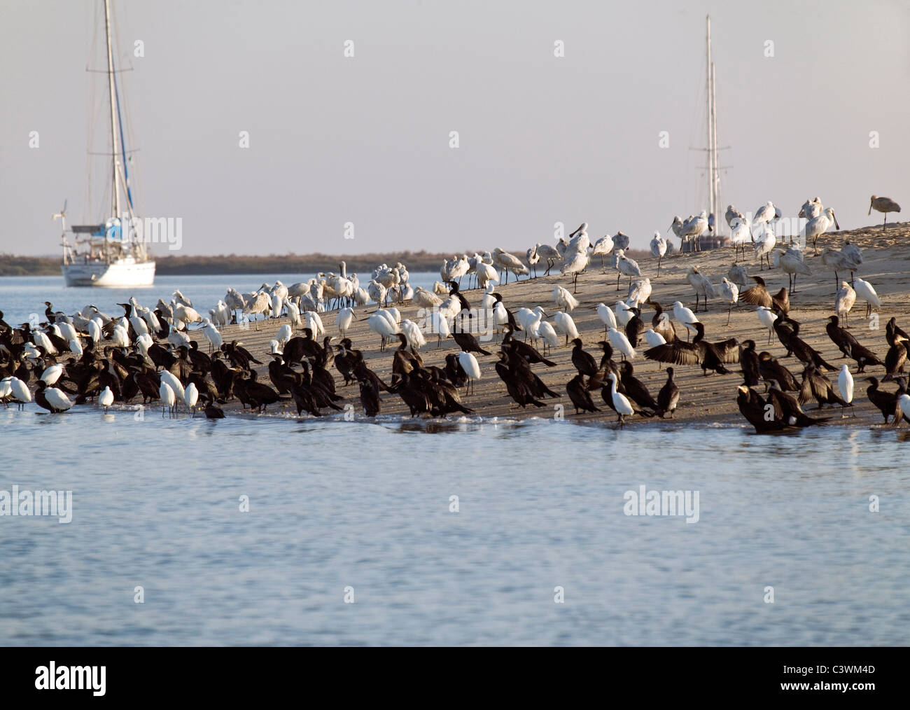 A large flock of wading birds feeding in the natural park of Ria Formosa lagoon, Faro, Algarve, Portugal Stock Photo