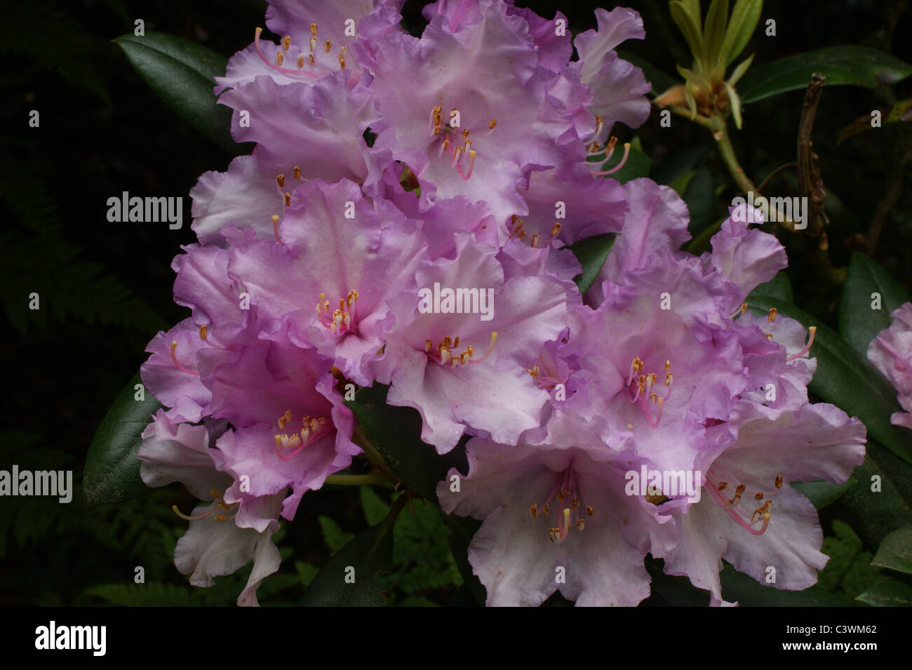 Rhododendron 'Caroline Allbrook' Stock Photo - Alamy