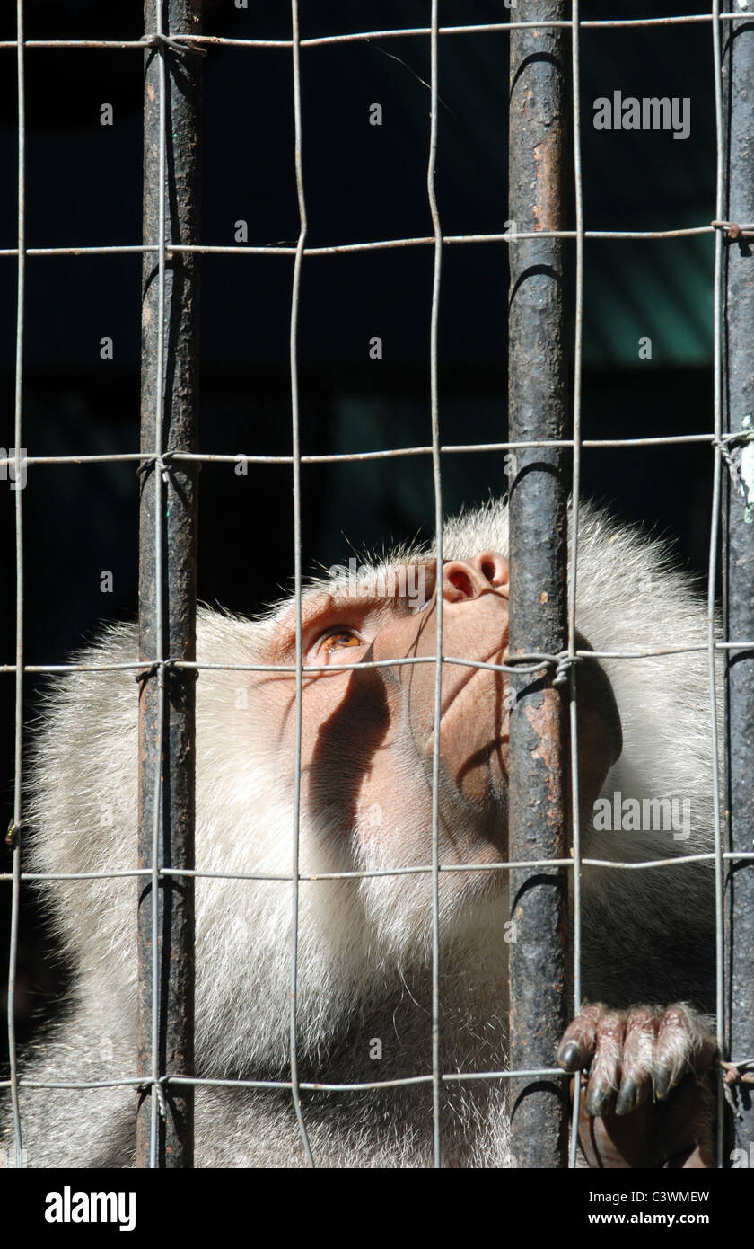 Mandrill Monkey looking up sadly behind bars at the zoo Stock Photo