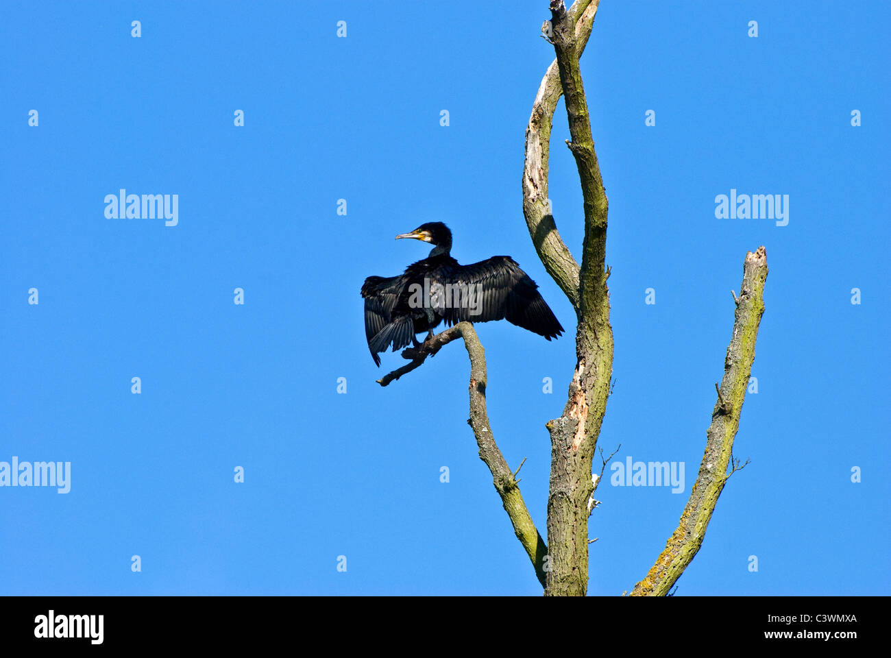 Cormorant in a tree Stock Photo - Alamy